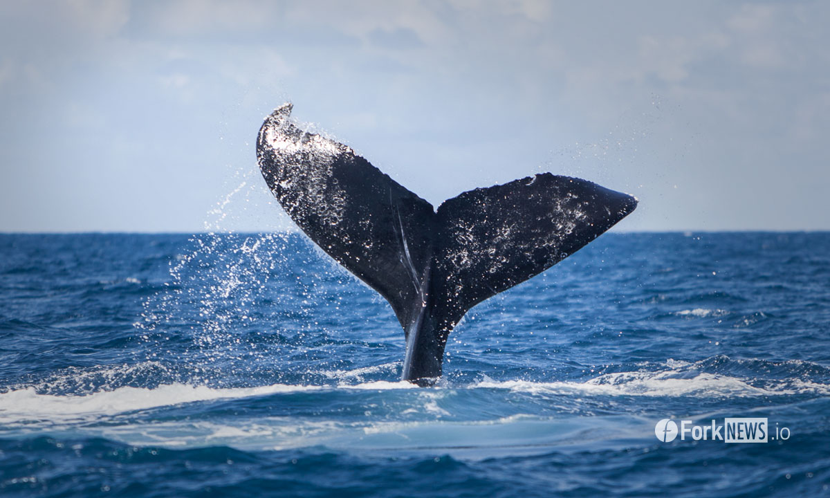 После обвала цены количество ETH-китов выросло на 30%