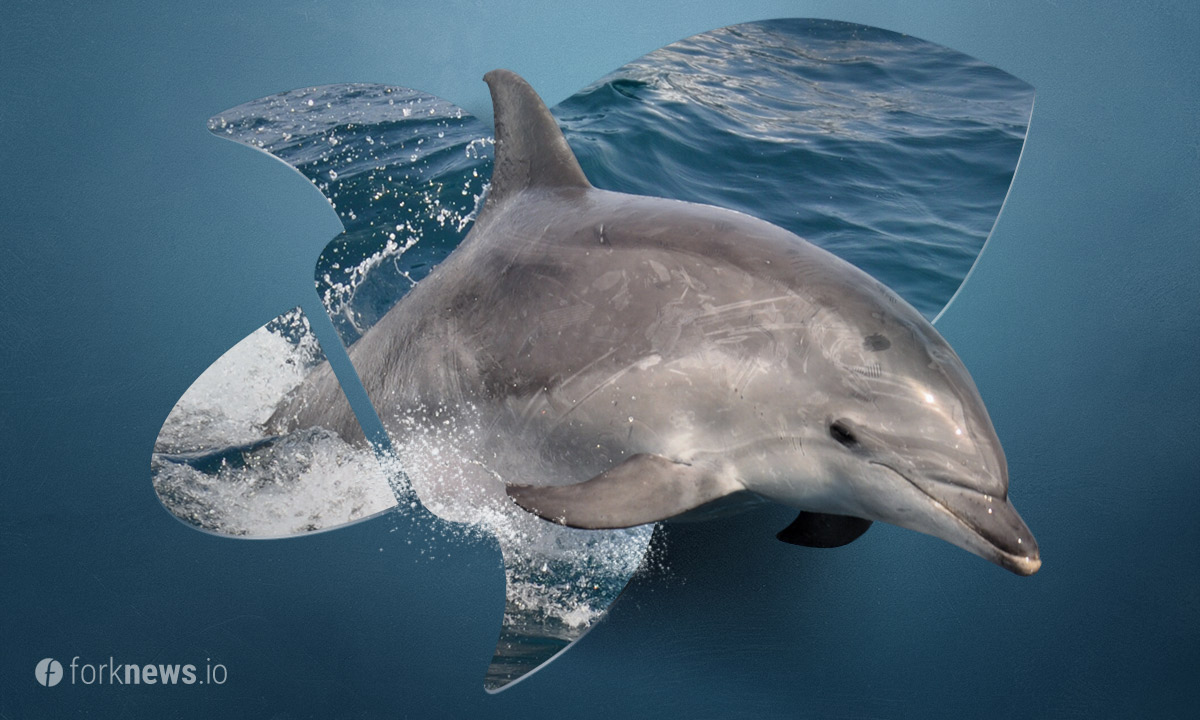 Форк Stellar Dolphin назначен на 30 августа 